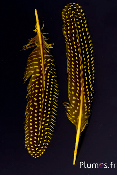 Pintade - 16-20 cm - jaune